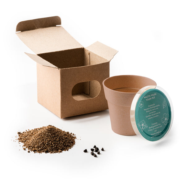 Vaso com sementes de petúnia e vaso biodegradável
